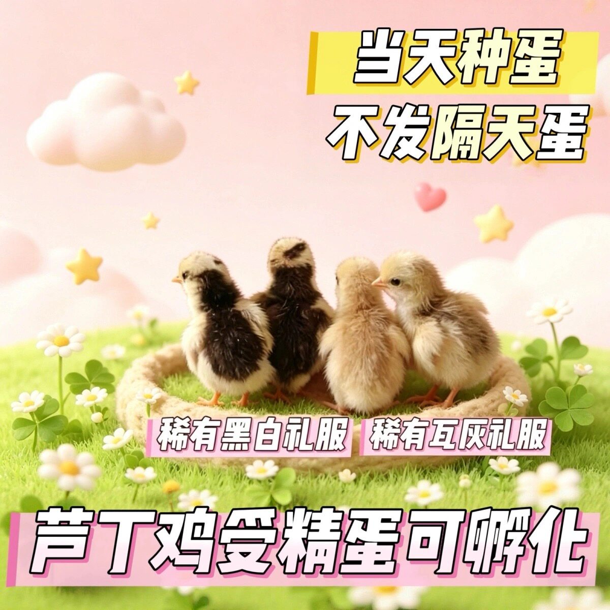 芦丁鸡受精蛋可孵化迷你鸡蛋孵化芦丁鸡蛋受精卵礼服种蛋