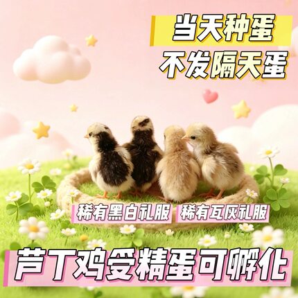 芦丁鸡受精蛋可孵化迷你鸡蛋孵化芦丁鸡蛋受精卵礼服种蛋