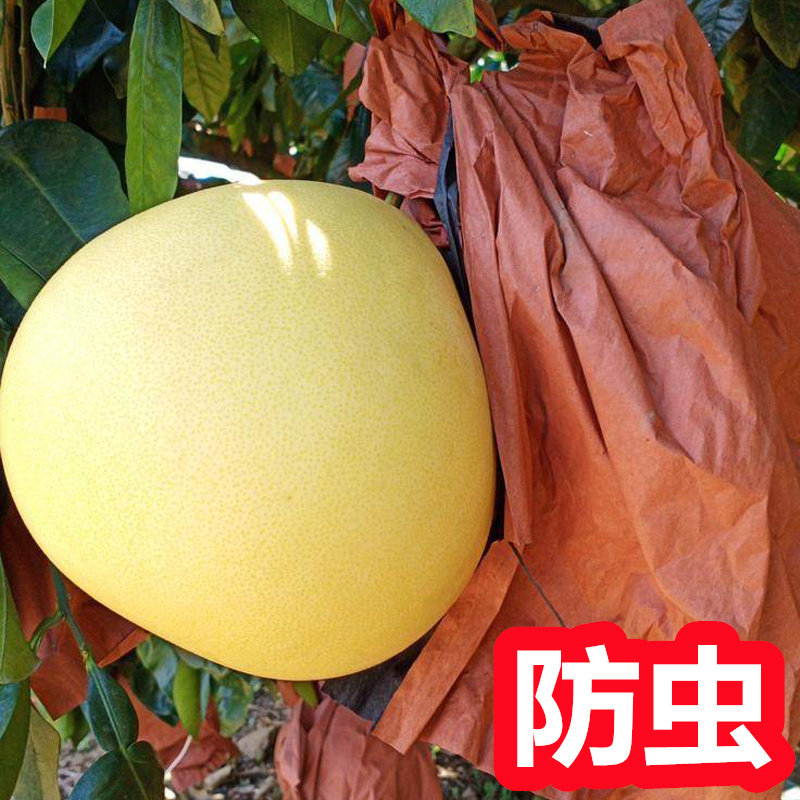 柚子套袋专用袋 沙田柚子包装袋 三红蜜柚套袋 包柚子的袋子 防虫