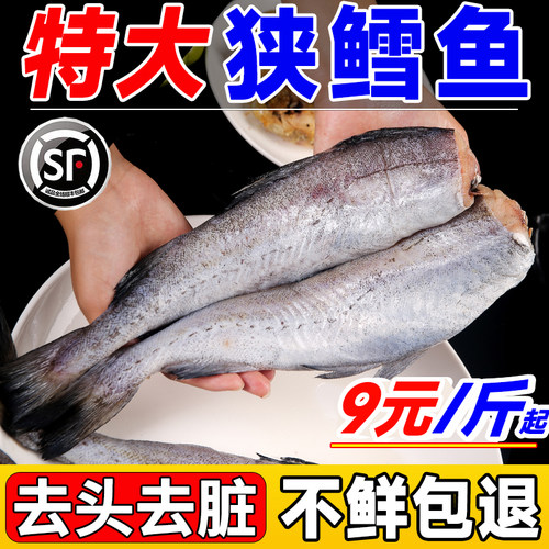 鲜倩精选新鲜明太鱼去头去内脏
