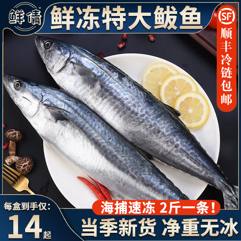 鲅鱼新鲜冷冻超大鲅鱼整条顺丰