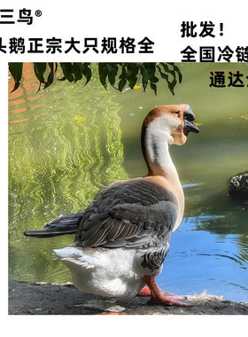 狮头鹅正宗广东潮汕汕头狮头鹅特大鹅澄海狮头鹅冷链物流全球发货