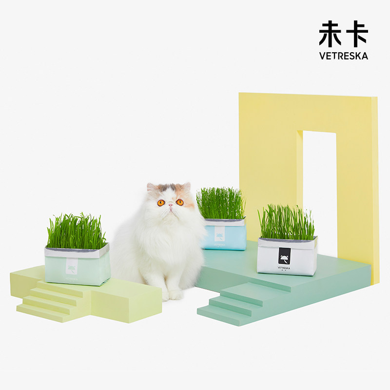 猫薄荷盆栽 图片 价格 多少钱 什么值得买