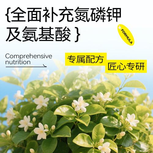 茉莉花盆栽四季常青水培植物带花苞鲜花花卉绿植室内办公室好养活