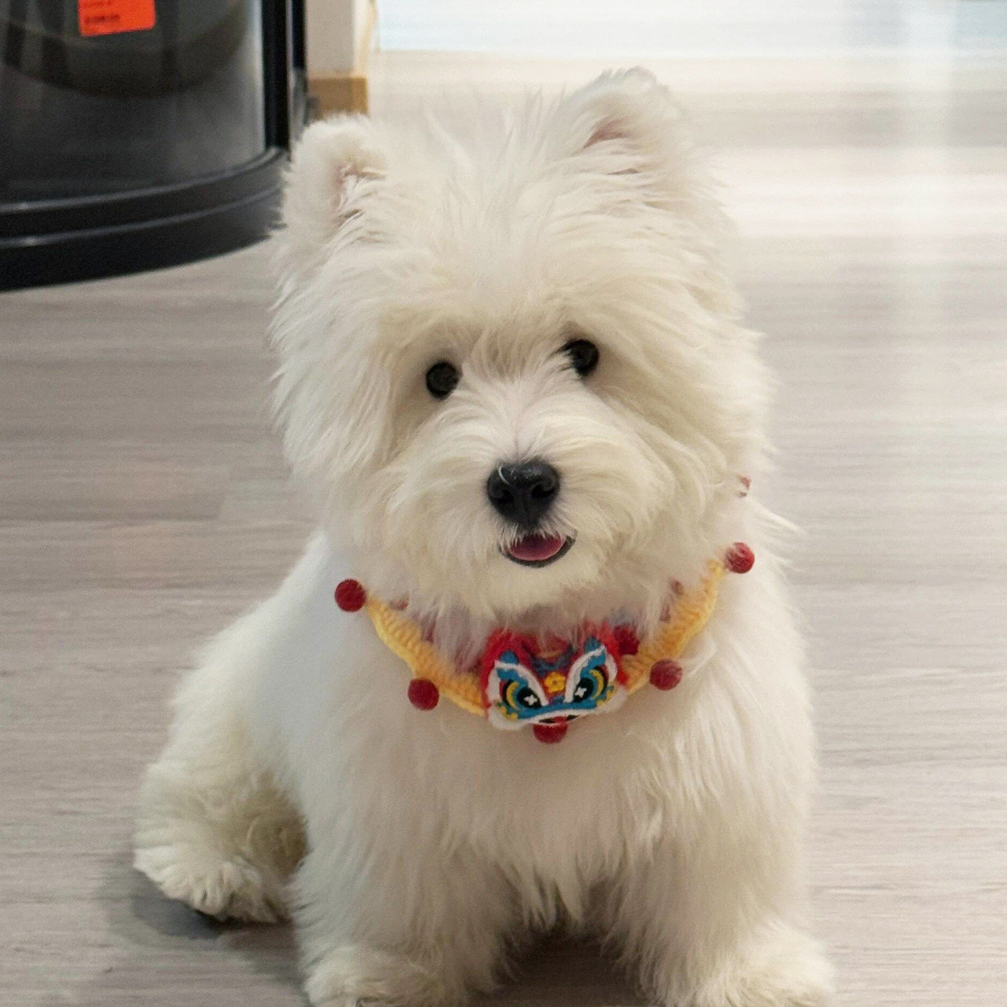 新年醒狮狗狗项圈宠物口水巾元旦春节喜庆围脖中小型犬猫咪围兜,宠物/宠物食品及用品,围巾/口水巾,淘宝优惠券,粉丝福利购,淘宝优惠卷