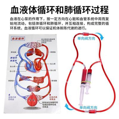 人体血液循环系统模型DIY科普科学生物心脏生物手工自制作材料包