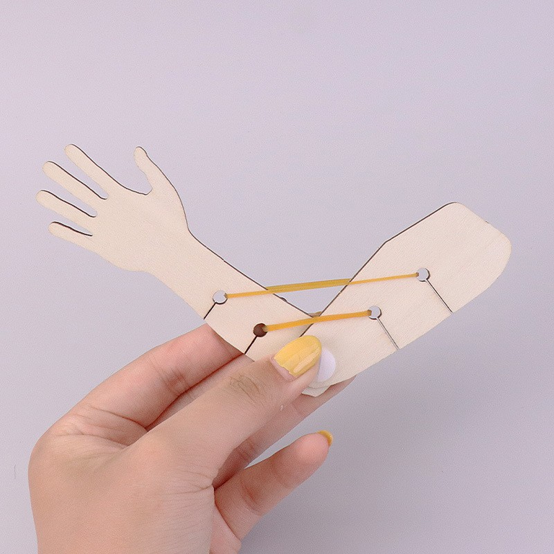 简易手臂模型DIY小学生五年级科学教具 肌肉骨骼关节生物实验ED62