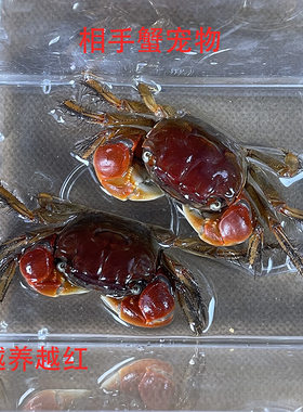 相手蟹宠物桌面宠物观赏蟹活体红钳网红桌面爬宠易养水族观赏蟹