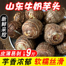 牛奶芋头新鲜小芋头山东小毛芋艿新鲜农家自种小毛芋现挖5斤 包邮
