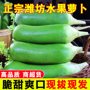 山东潍坊水果萝卜水果型潍县沙窝萝卜甜脆特产天津正宗新鲜青萝卜