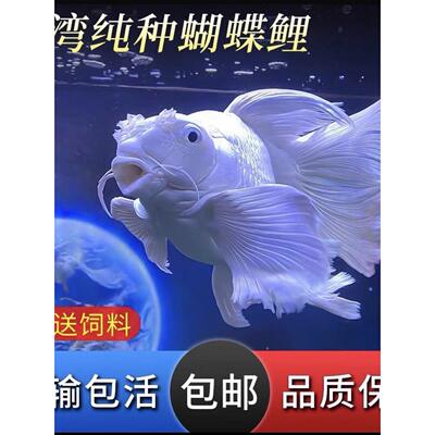 纯种蝴蝶鲤鱼精品球体短身长尾淡水冷水鱼锦鲤好养观赏鱼苗活体