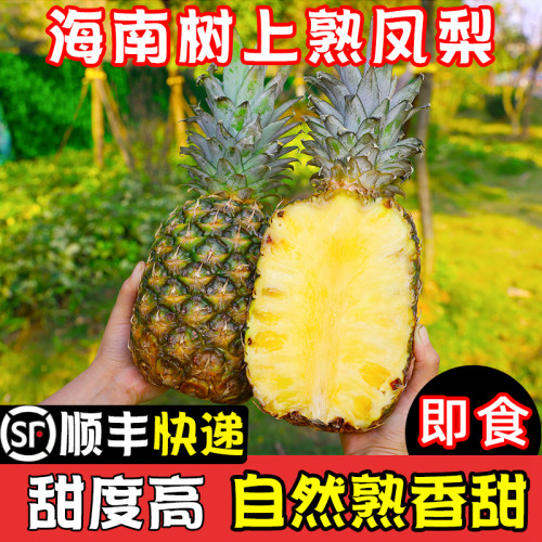 纯甜无酸！树上熟海南冬蜜凤梨