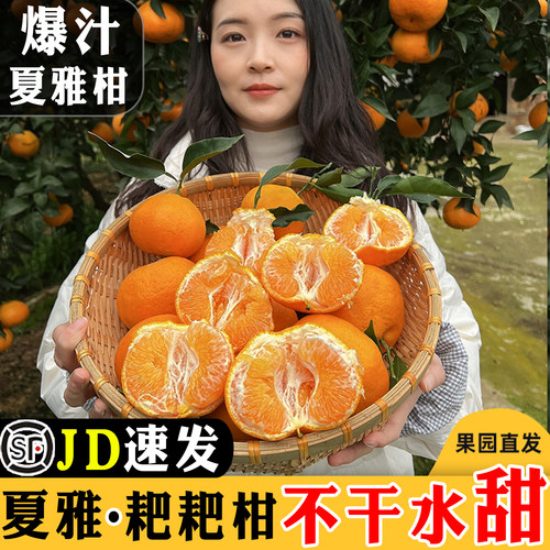 夏雅柑！晚熟耙耙柑夏雅耙耙柑