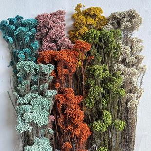 花材永生花diy米花干花迷你小花束 严选厂家云南圃贝保鲜花