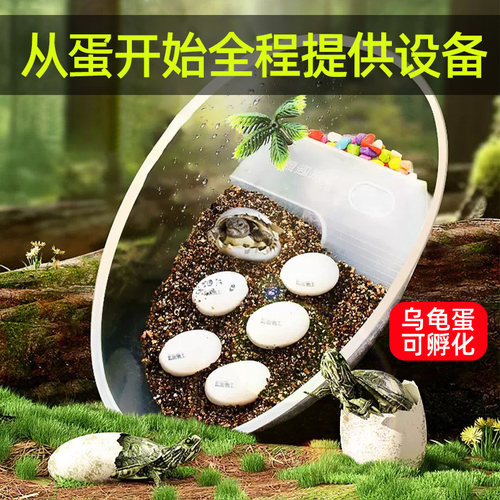 乌龟孵化乌龟蛋孵化舱成长仓