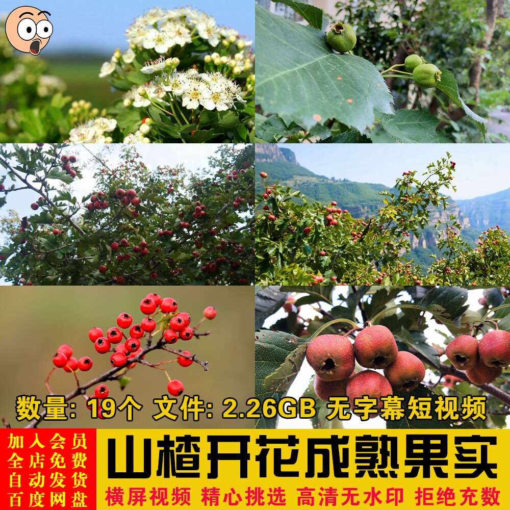 水果山楂树山里红开花结果成熟过程特写镜头抖音短视频剪辑素材