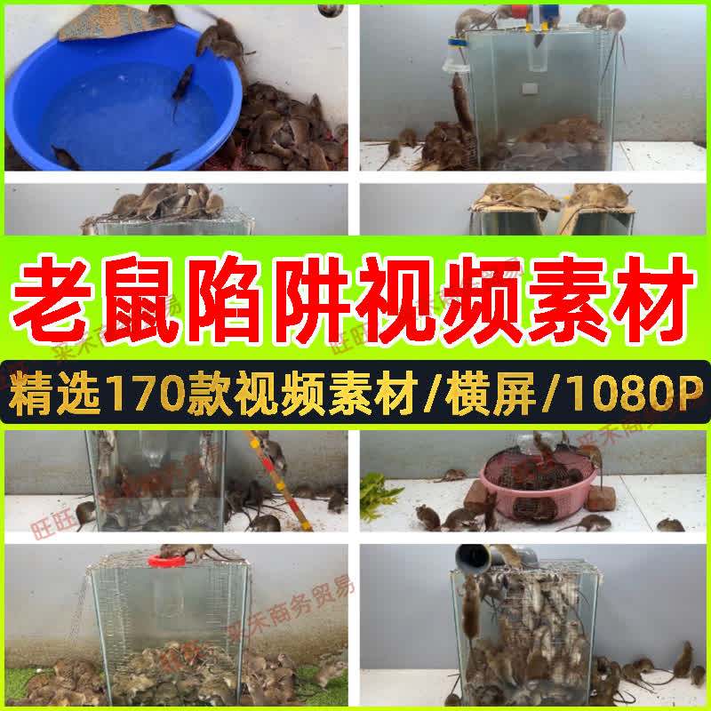 国外机关陷阱捕鼠短中视频素材自媒体抓老鼠知识百科猎奇高清解说