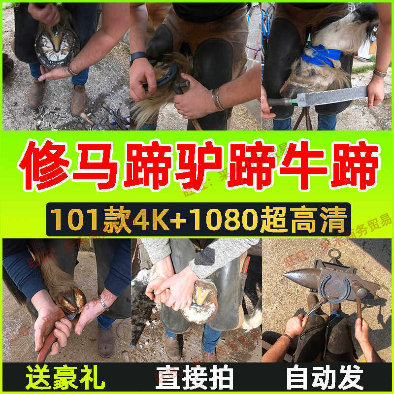猎奇视频国外手艺人修马蹄短视频素材牛蹄驴蹄动物世界解减压高清