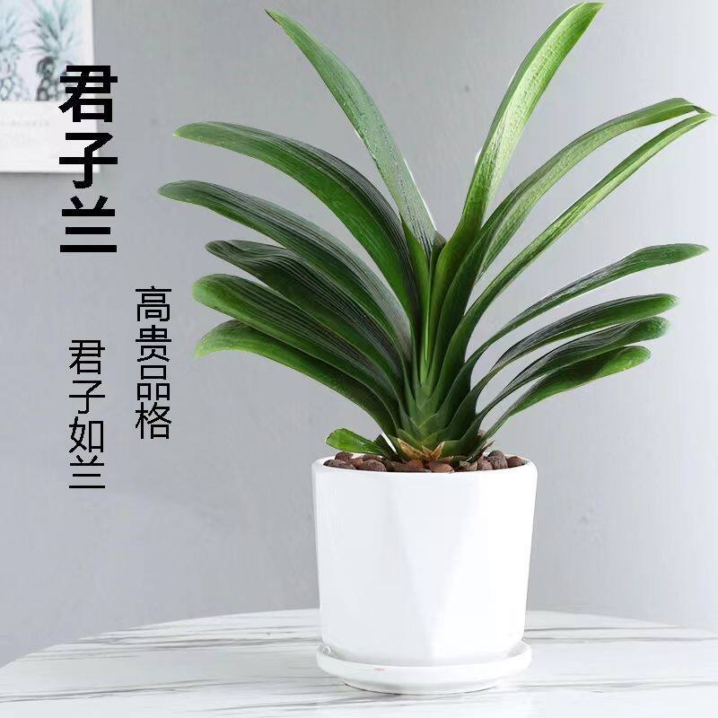 君子兰盆栽元宝君子兰开花植物室内自己常绿好养花卉观花植物