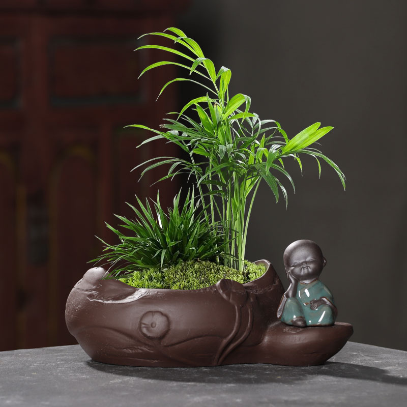 陶瓷简约文竹专用蝴蝶兰绿植
