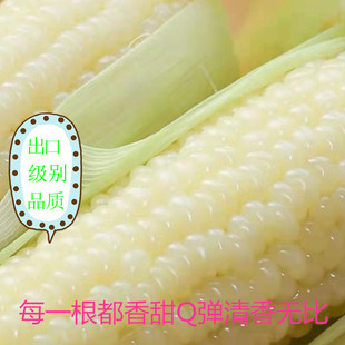 优等出口东北甜黏糯香白珍珠速冻粗粮代餐16根装锁鲜速冻白玉米