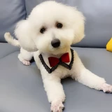 Шарф, слюнявчик, галстук-бабочка, аксессуар