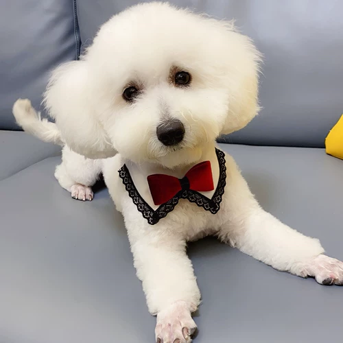 Шарф, слюнявчик, галстук-бабочка, аксессуар