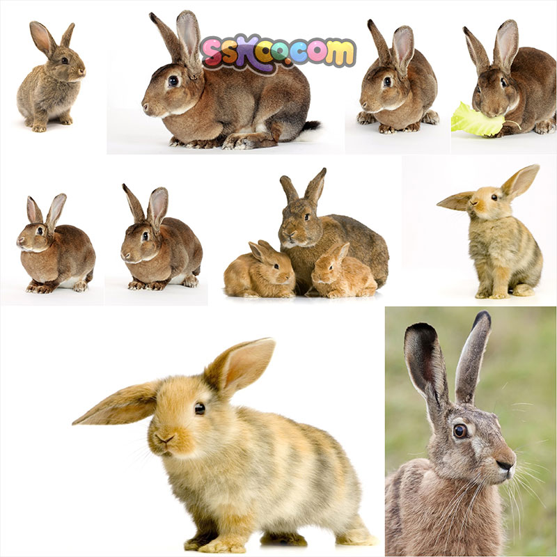 宠物兔宠物兔子可爱小动物高清JPG摄影照片4K壁纸图片插图素材