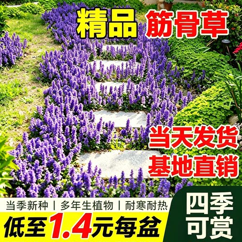 紫多花境搭配绿植庭院多年生花苗