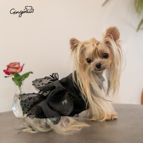 GINGERAIN 网纱礼服裙蓬蓬裙小型犬衣服比熊约克夏马尔济斯吊带裙