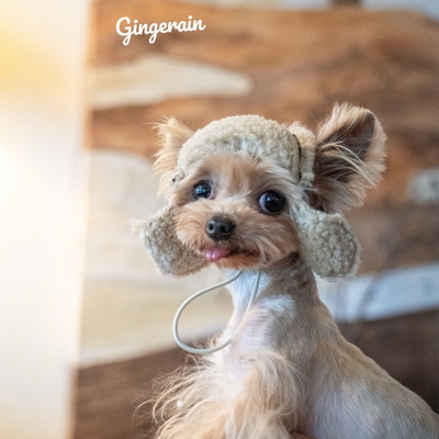 GINGERAIN 自家制版型加绒飞机帽马尔济斯约克夏小型犬羊羔绒露耳