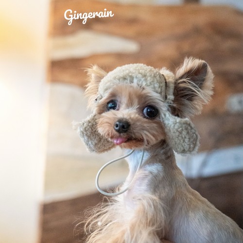 GINGERAIN 自家制版型加绒飞机帽马尔济斯约克夏小型犬羊羔绒露耳