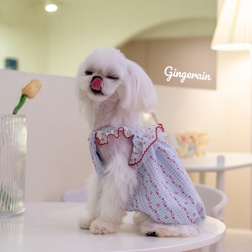 蕾丝抗皱GINGERAIN小型犬连衣裙