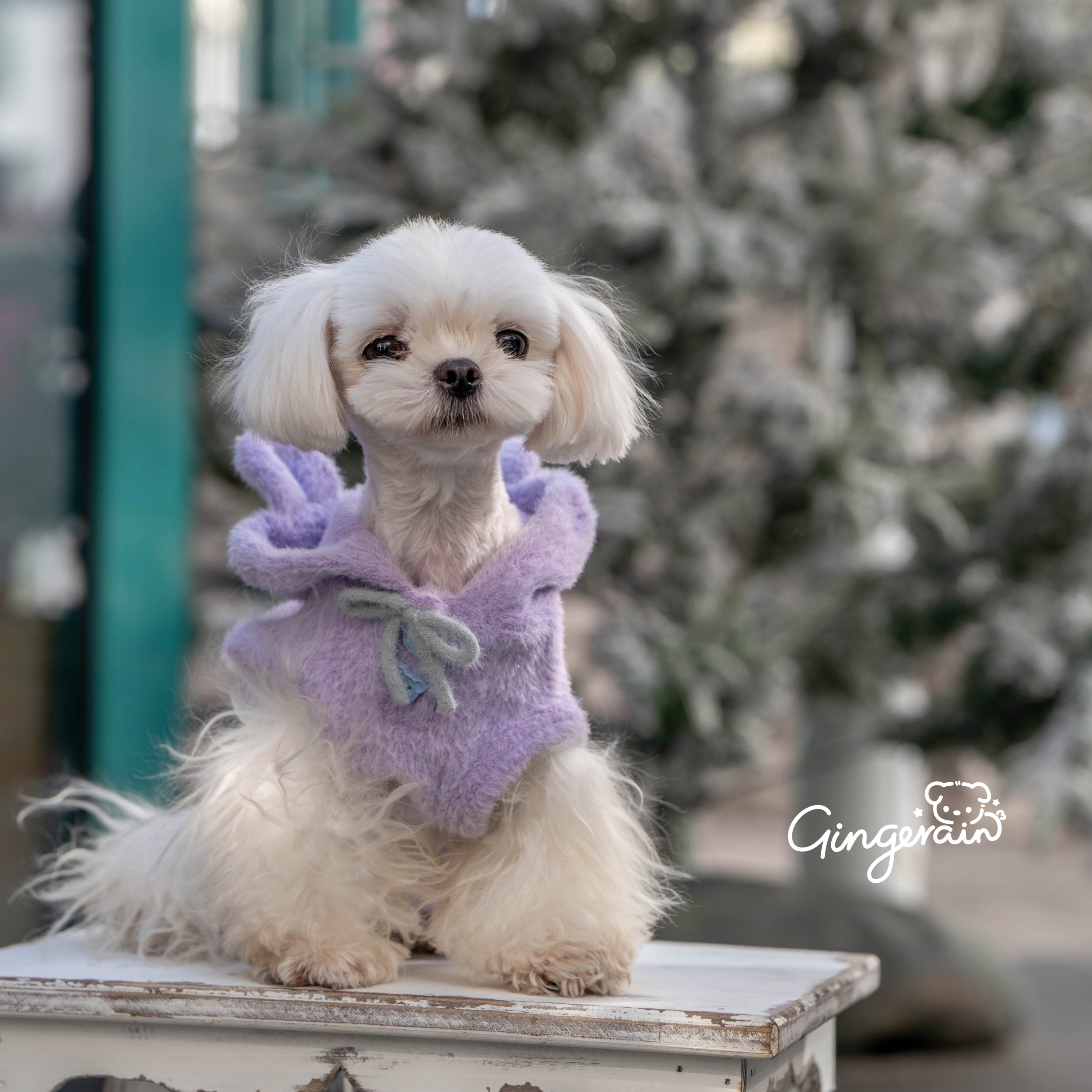 GINGERAIN 新年毛茸茸马甲背心约克夏马尔济斯衣服小熊保暖外套,宠物/宠物食品及用品,狗宠物服装/雨衣,淘宝优惠券,粉丝福利购,淘宝优惠卷