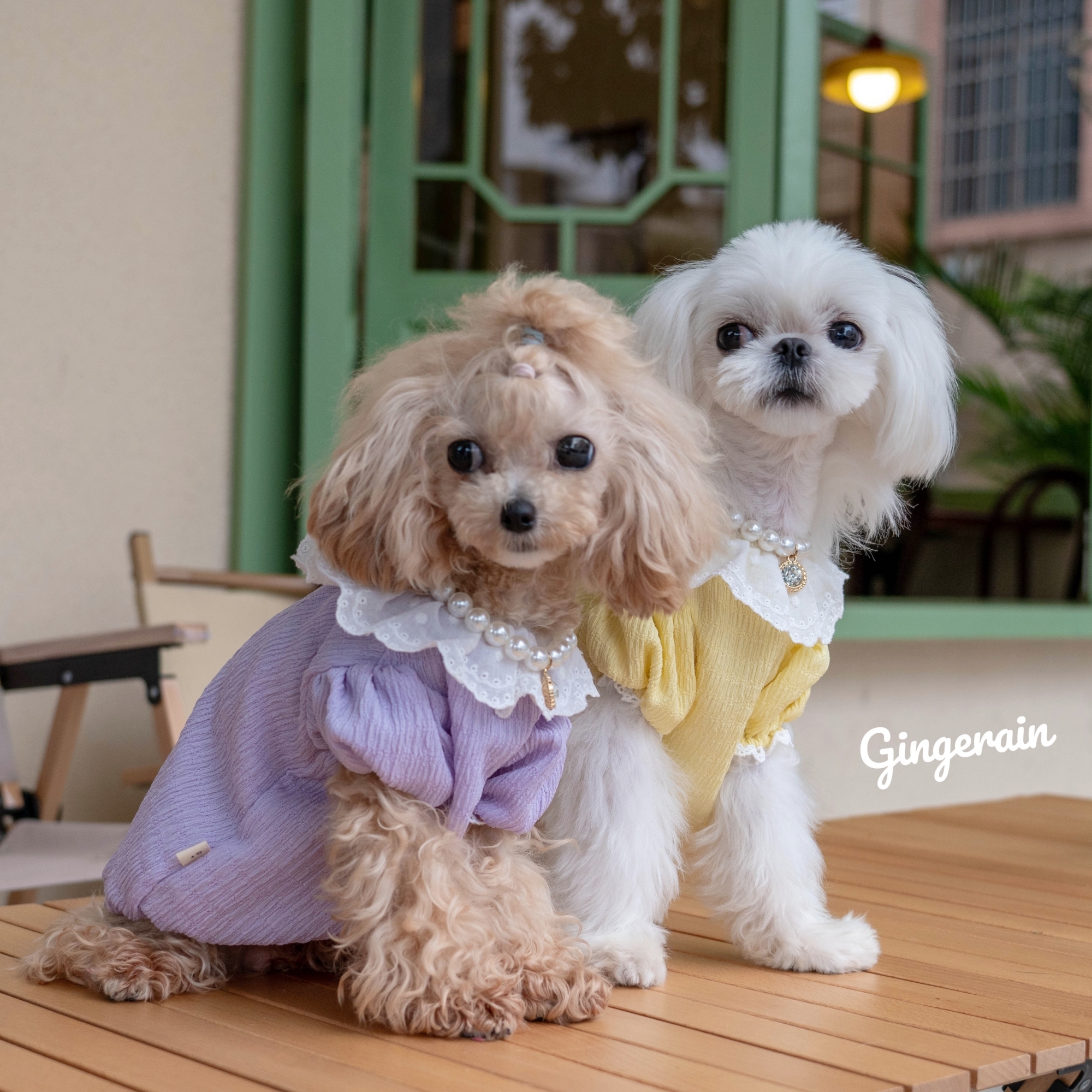泡泡袖GINGERAIN小型犬娃娃衫