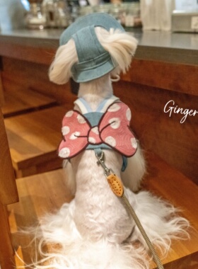 GINGERAIN 户外牛仔胸背带露营马尔济斯约克夏小型犬遛狗可牵引绳