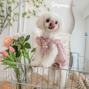 GINGERAIN 小型犬马尔济斯马尔泰迪抗皱飞飞袖闪光宝宝衫蓬蓬裙