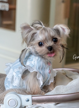 GINGERAIN 约克夏南瓜宝宝衫小型犬马尔济斯衣服宽松纯棉透气背心