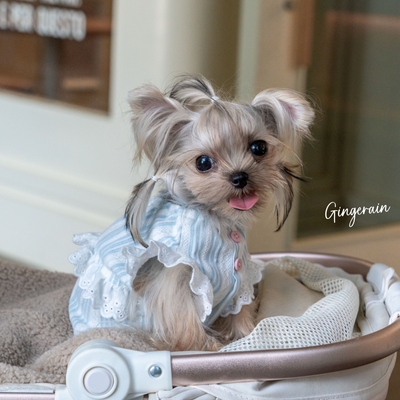 GINGERAIN 约克夏南瓜宝宝衫小型犬马尔济斯衣服宽松纯棉透气背心