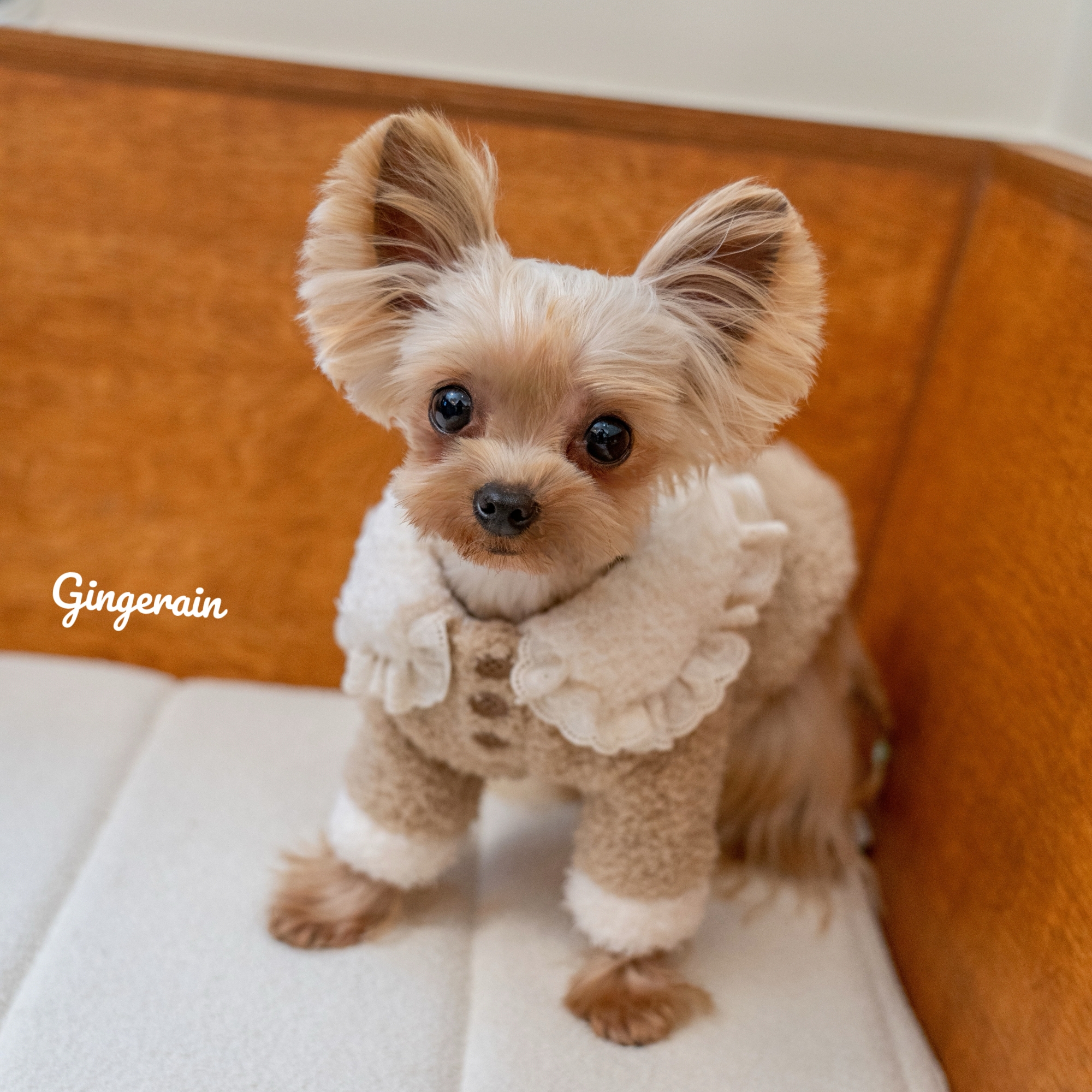GINGERAIN 暖绒绒睡衣约克夏家居服小型犬泰迪保暖卫衣系扣娃娃衫
