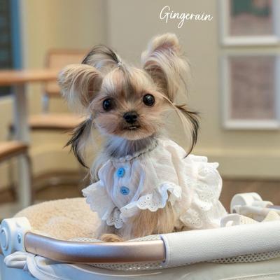 GINGERAIN 南瓜宝宝衫约克夏小型犬马尔济斯衣服宽松纯棉透气背心