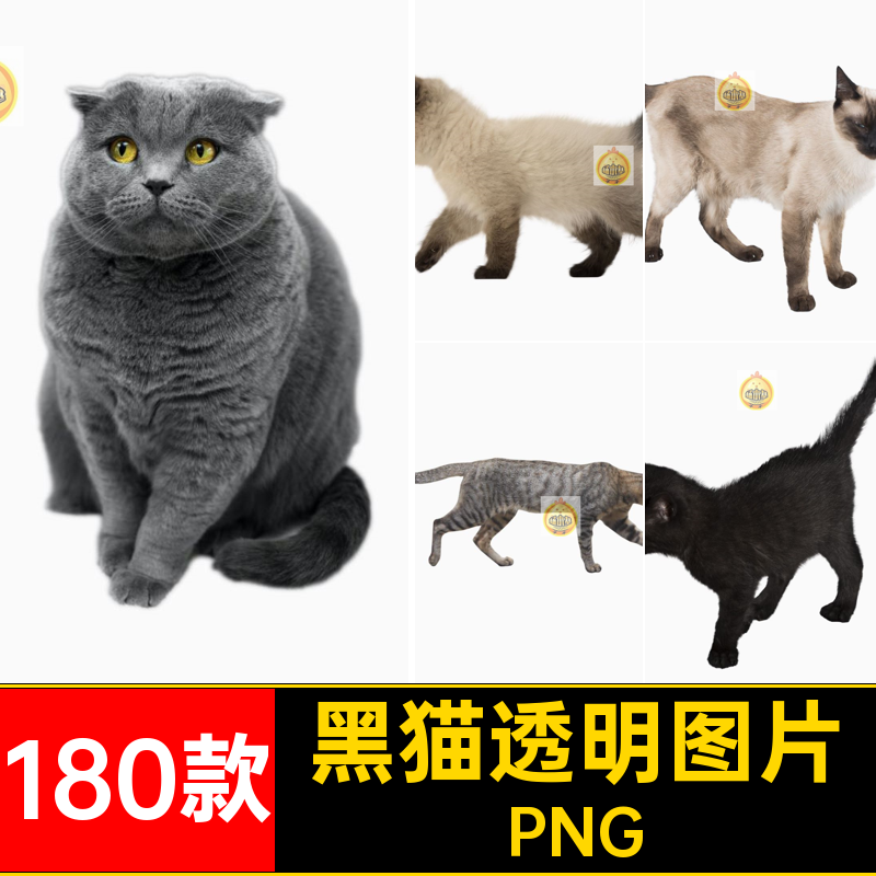 可爱猫咪小猫花猫黑猫小奶猫宠物猫动物免抠PNG透明背景图片素材