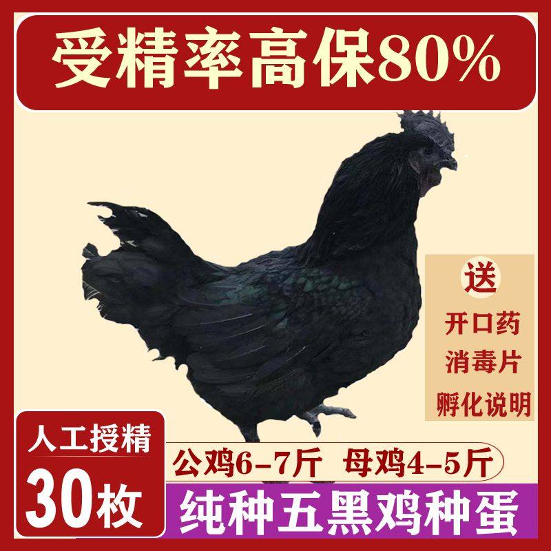 五黑一绿鸡种蛋受精蛋可孵化小鸡纯种绿壳蛋乌鸡种蛋乌骨鸡宠物鸡,宠物/宠物食品及用品,宠物鸡,淘宝优惠券,粉丝福利购,淘宝优惠卷