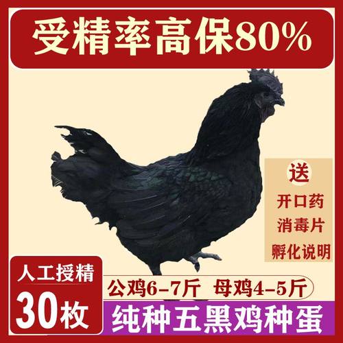 五黑一绿鸡种蛋受精蛋可孵化小鸡纯种绿壳蛋乌鸡种蛋乌骨鸡宠物鸡