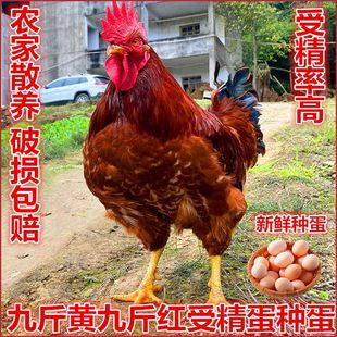 九斤黄红玉纯土鸡种蛋受精蛋可孵化蛋种高产快大型青脚麻鸡宠物鸡