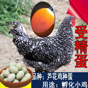 【50枚】芦花鸡绿壳种蛋受精蛋可孵化小鸡汶上芦花高产30枚宠物鸡