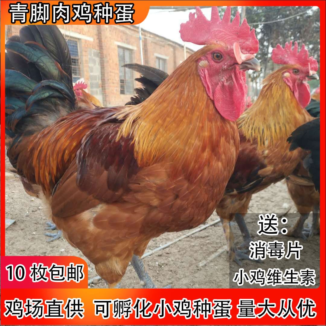 纯种红瑶鸡种蛋可孵化小鸡受精蛋活珠子/毛胚蛋