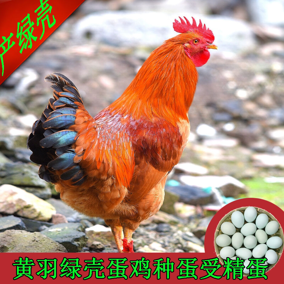 苏禽绿壳种蛋可孵化小鸡受精蛋散活珠子/毛胚蛋