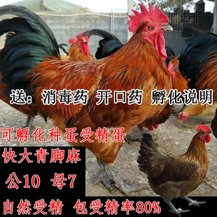 纯种快大青脚麻鸡肉鸡种蛋受精蛋可孵化土鸡蛋新鲜种蛋农家宠物鸡