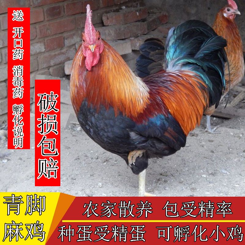 青脚麻种蛋可孵化小鸡受精蛋散养活珠子/毛胚蛋